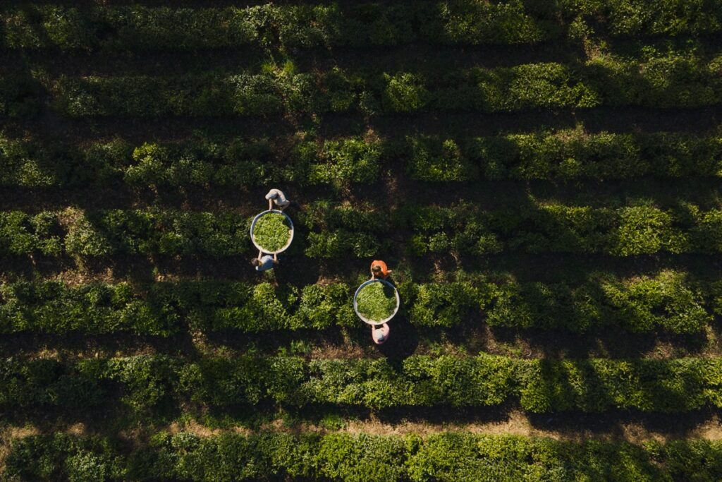 Plantação de cima 1200