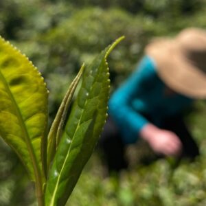 Sonntag: One leave different taste (E)