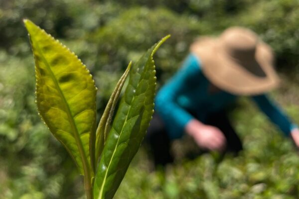 Sonntag: One leave different taste (E)