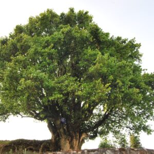 Sonntag: Old trees in China (E)