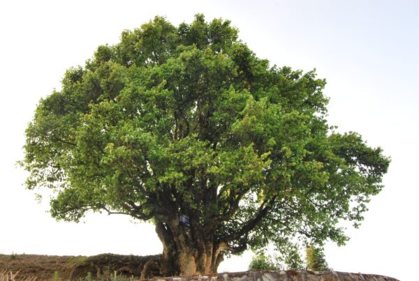 Sonntag: Old trees in China (E)